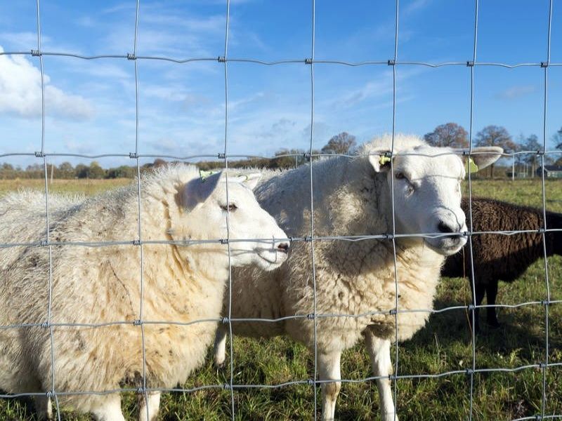 Field Fence/ Farm Fence